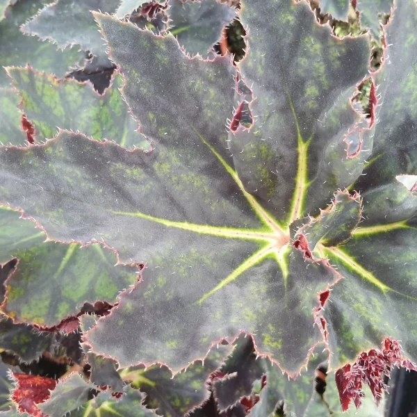 Begonia Black Fang