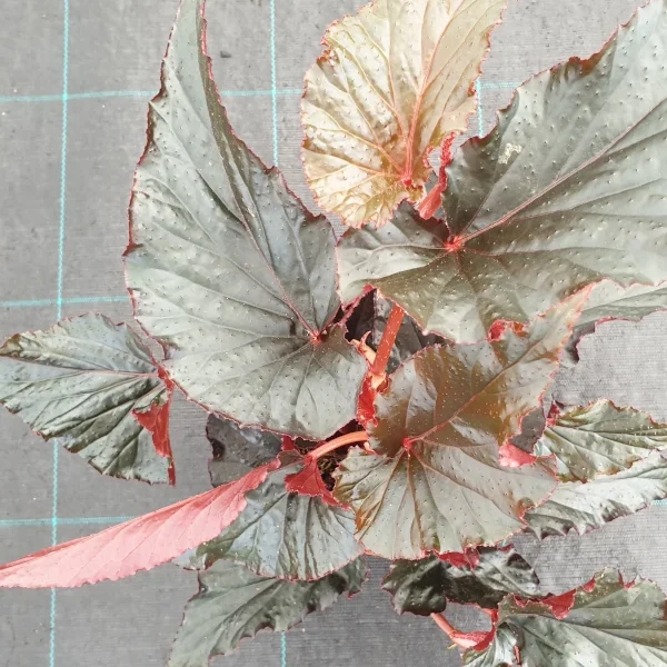 Begonia Black Magic