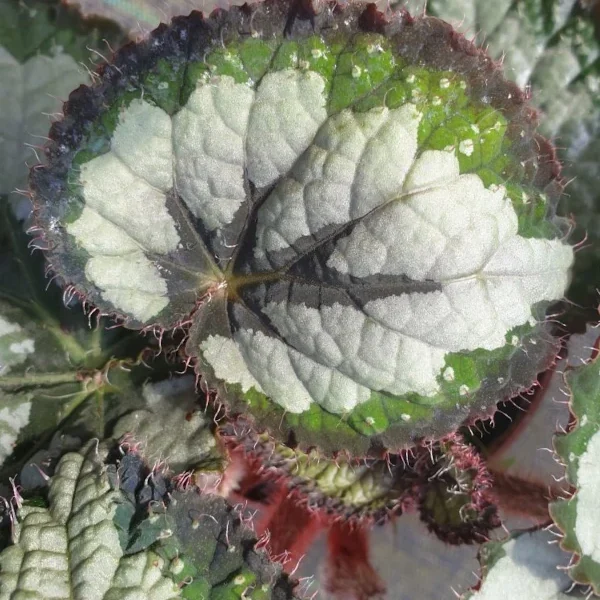 Begonia Emerald Gold