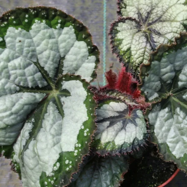 Begonia Emerald Gold grande