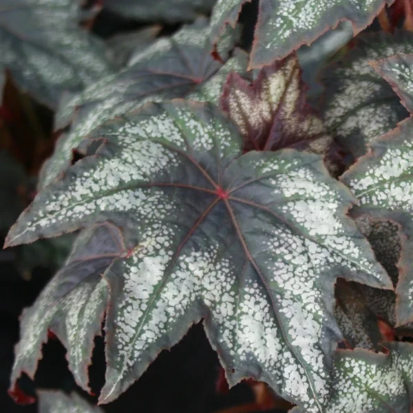 Begonia Little Brother Montgomery grande