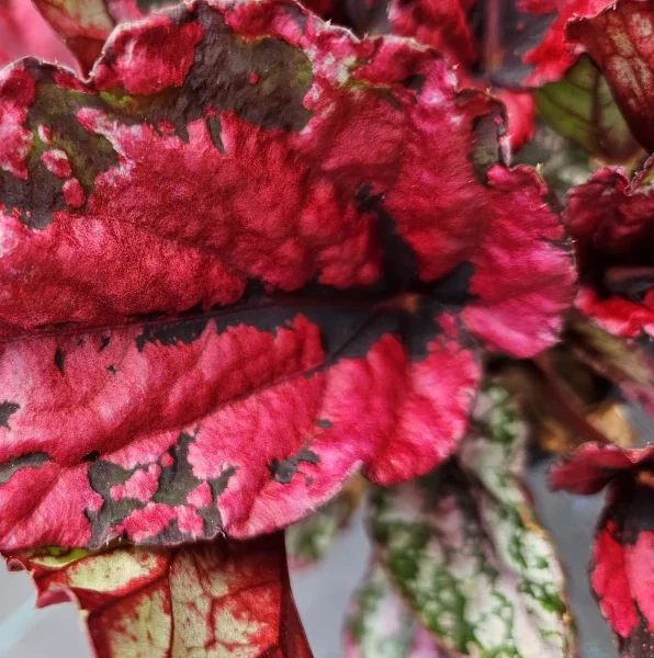 Begonia Maui Sunset