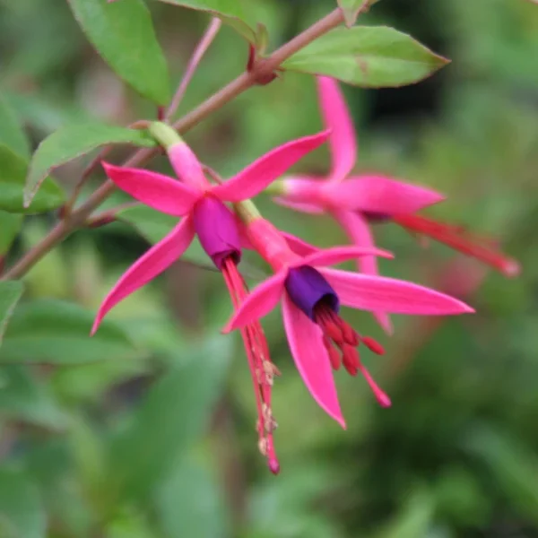 Fuchsia Glazioviana