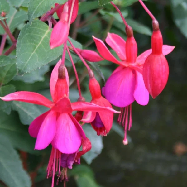 Fuchsia Beacon