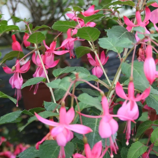 Fuchsia Beacon Rose