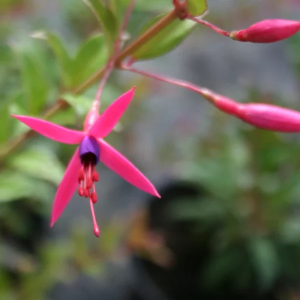 Fuchsia Glazioviana