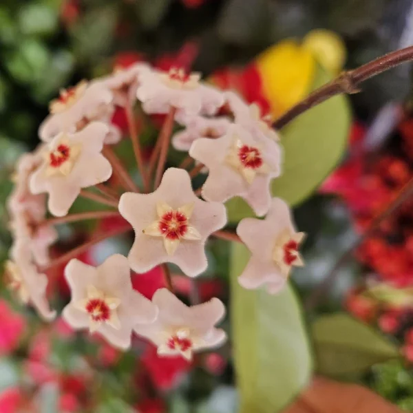 Hoya Carnosa