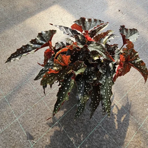 Begonia Maculata Black Forest