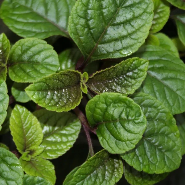 Plectranthus Ciliatus grande , planta del euro