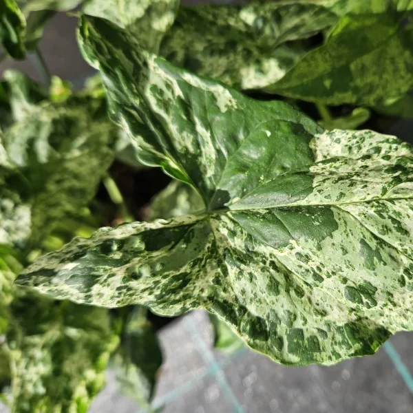 Syngonium Mottled