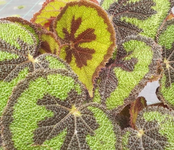 Begonia Masoniana, Iron Cross