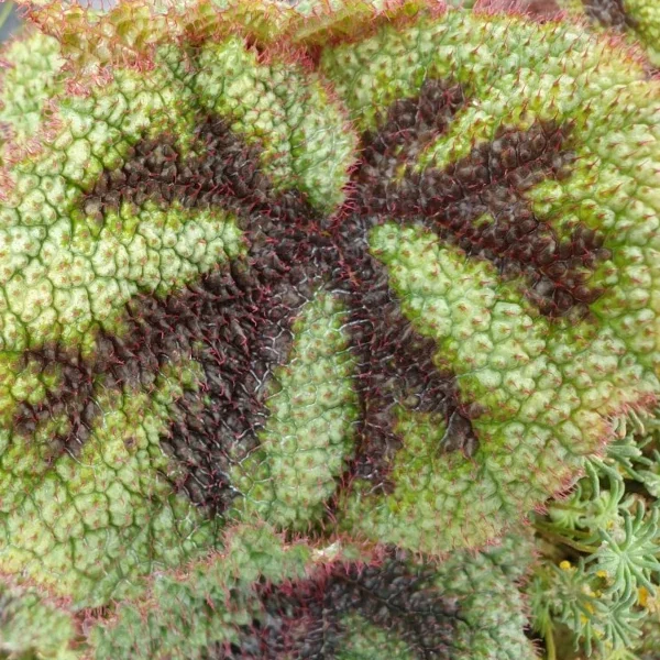 Begonia Masoniana, Iron Cross