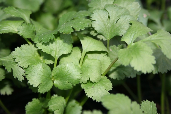 Coriandrum sativum, cilantro