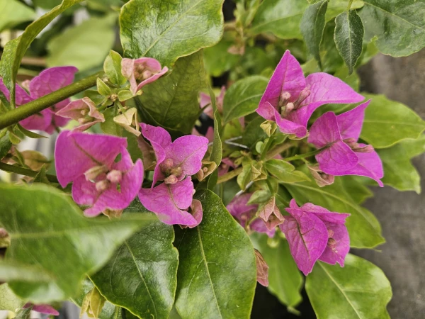 Bouganvillea morada