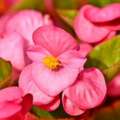 comprar-begonias-online