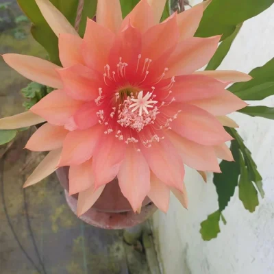 comprar-plantas-de-interior-epiphyllum