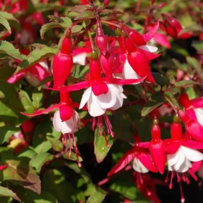 comprar-plantas-fuchsias-online